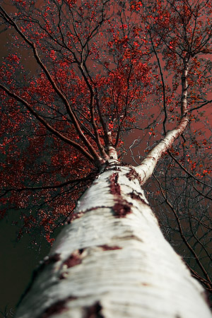Red Silver Birch - Changing perspective in colour and view (2 of 4)
