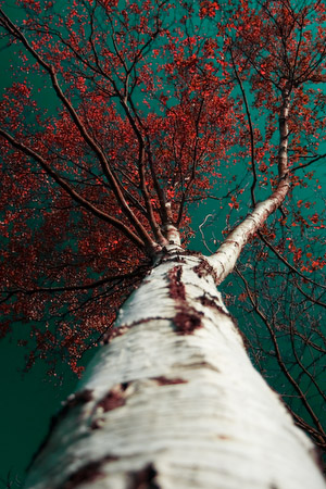 Red Green silver Birch - Changing perspective in colour and view (3 of 4)
