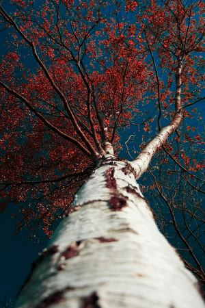 Red Blue Silver Birch - Changing perspective in colour and view (4 of 4)