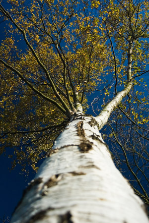 Silver Birch - Changing perspective in colour and view (1 of 4)