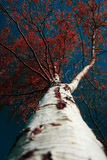 Red Blue Silver Birch - 