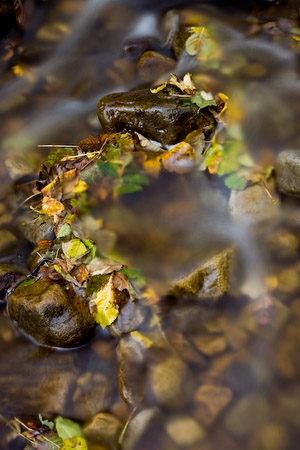 Water Sprite Ring - Autum leaves left in a circle of stones by a waterfall